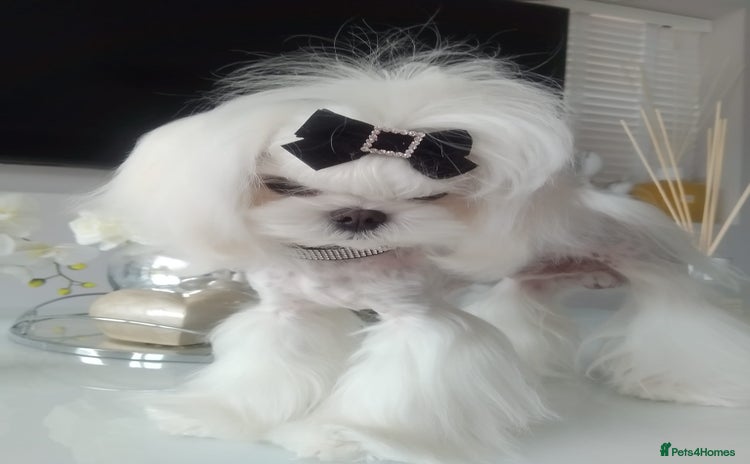 Maltese dogs - Advert 1