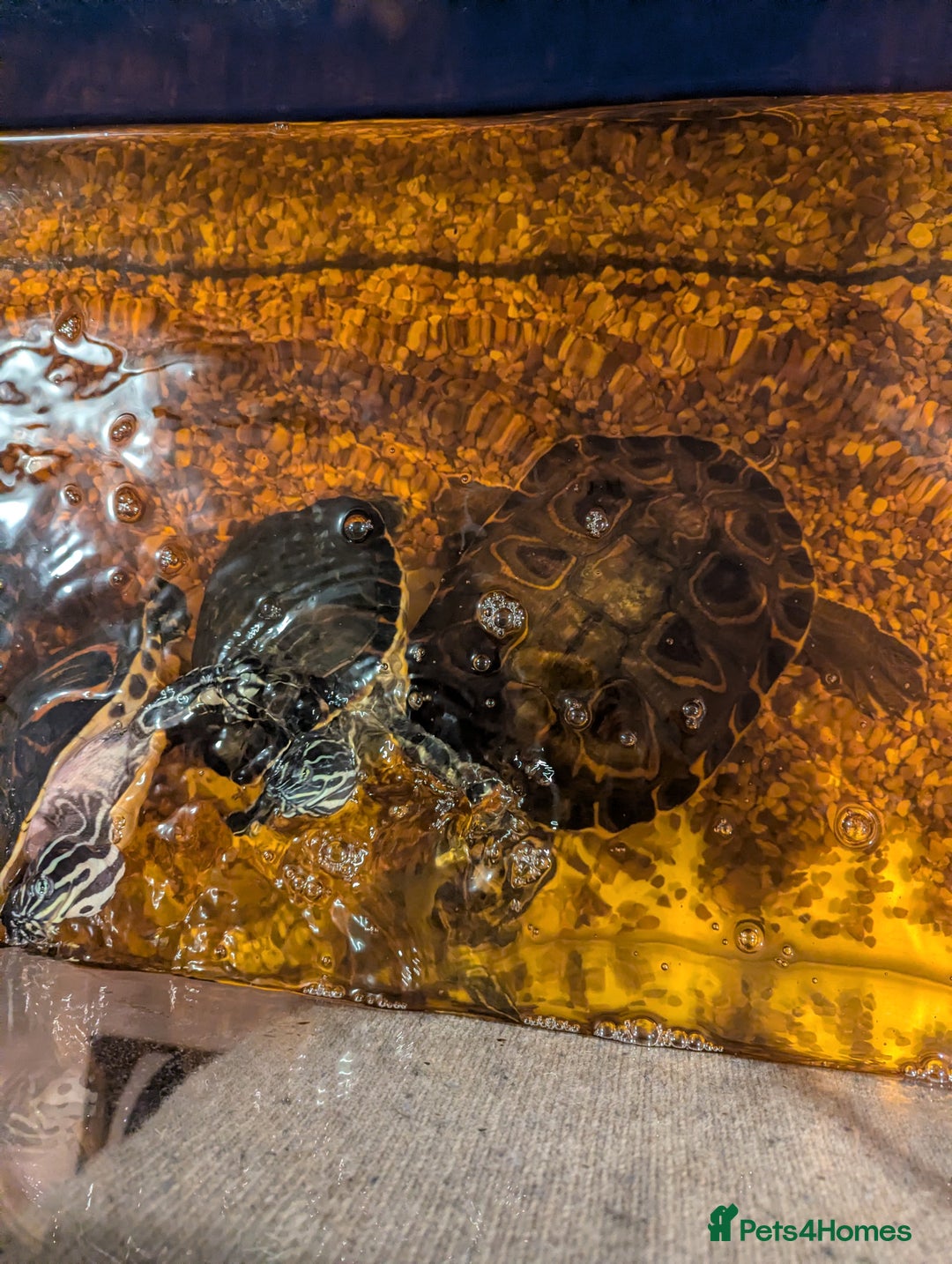 Turtle reptiles for sale: Turtle for sale  - Advert 2