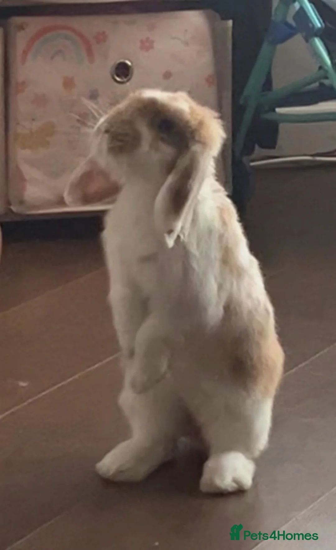 Mini Lop rabbits for sale: Patch in Liverpool - Advert 2