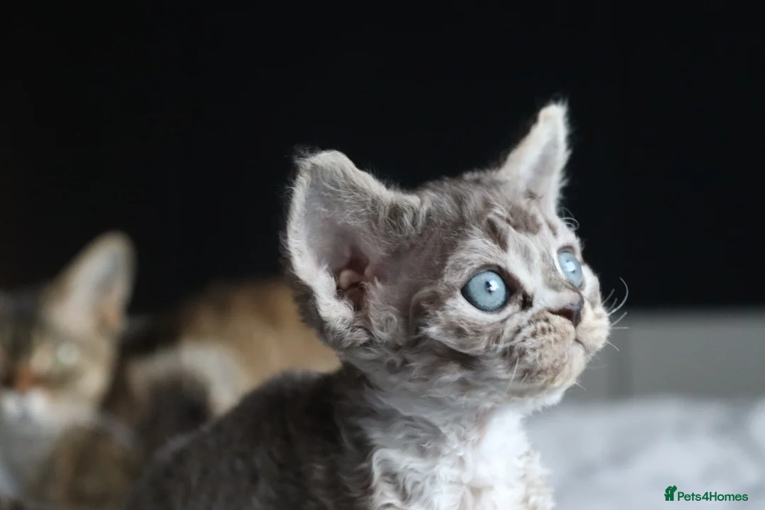 Devon Rex cats for sale: 🎉Beautiful, healthy and full pedigree Devon Rex🎉 - Advert 3