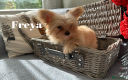 Yorkshire Terrier dogs for sale: Adorable Golddust Yorkshire Terrier Puppies - Image 17