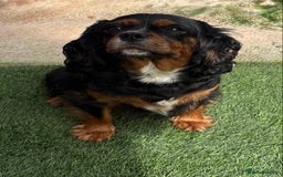 Cavalier King Charles Spaniel dogs for sale: Cavalier puppies  - Image 11