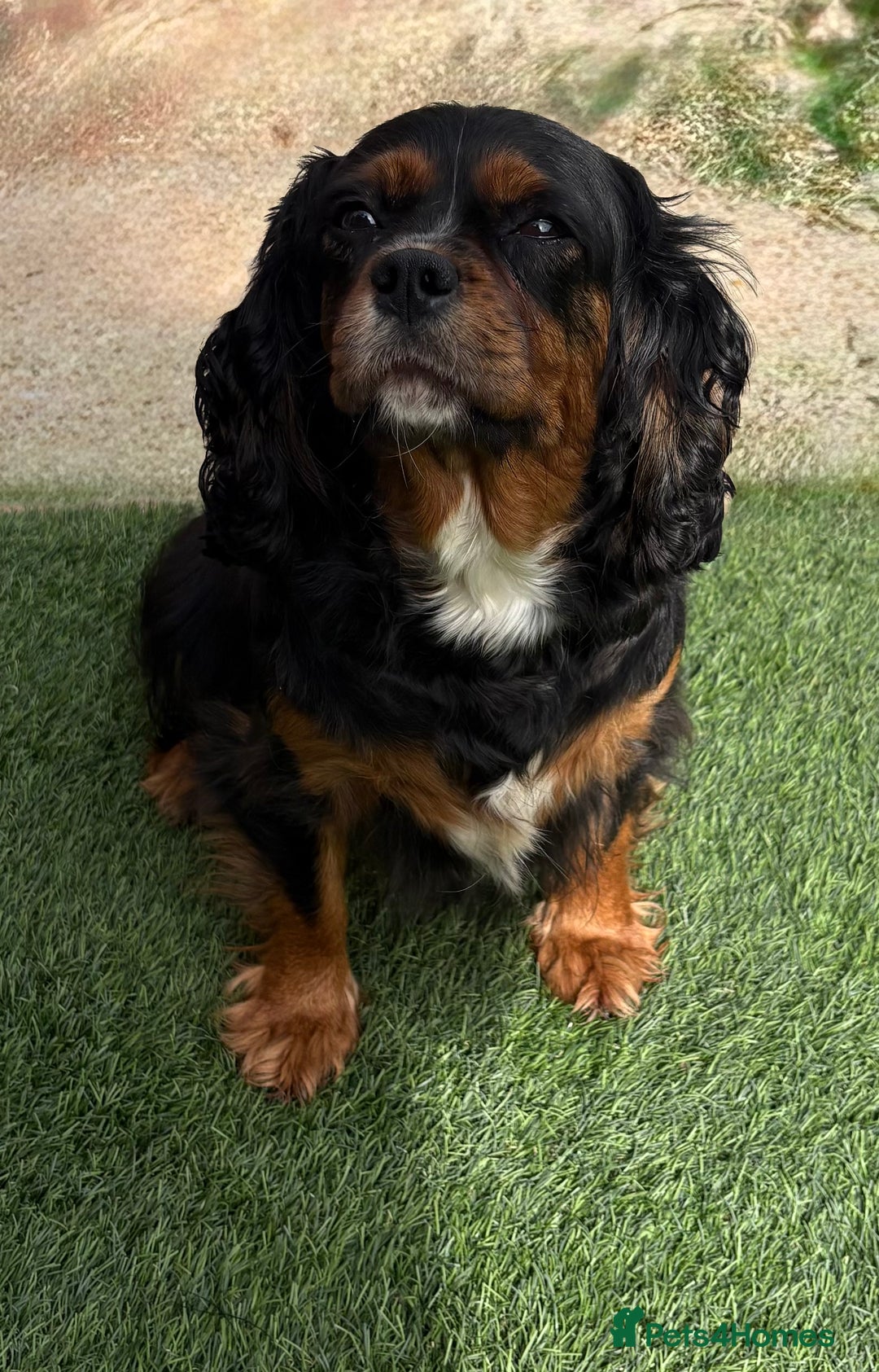 Cavalier King Charles Spaniel dogs for sale: Cavalier puppies  - Image 11