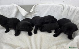 Labrador Retriever dogs for sale: 🐾 Adorable Black Labrador Puppies Ready Soon 🖤🐾 - Image 5