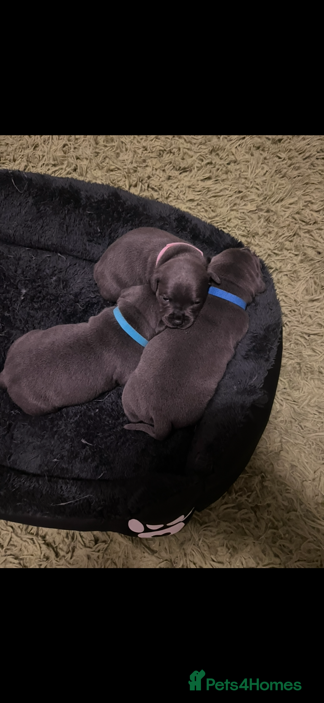 Staffordshire Bull Terrier dogs for sale: Blue Staffordshire bull terrier puppies  - Advert 9