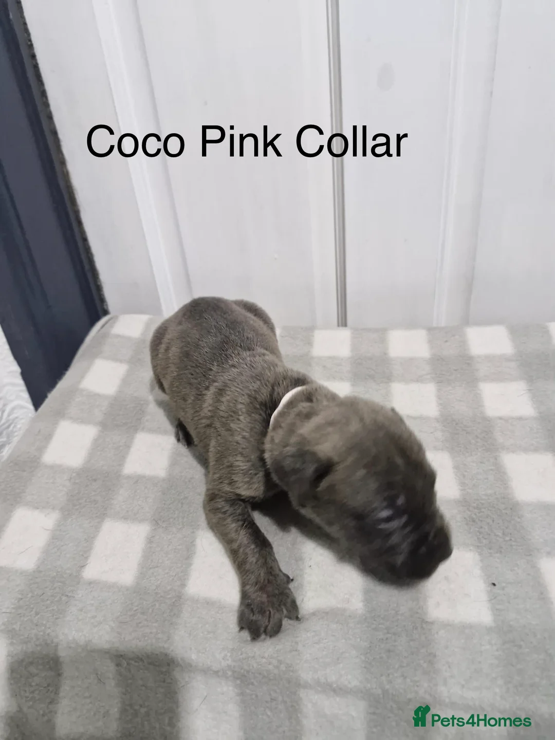 Cane Corso dogs for sale: 10 Adorable Cane Corso Puppies  in Wigan - Advert 4