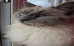 Ragdoll cats for sale: Ragdoll for sale  - Image 2
