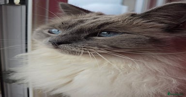 Ragdoll cats - Advert 13