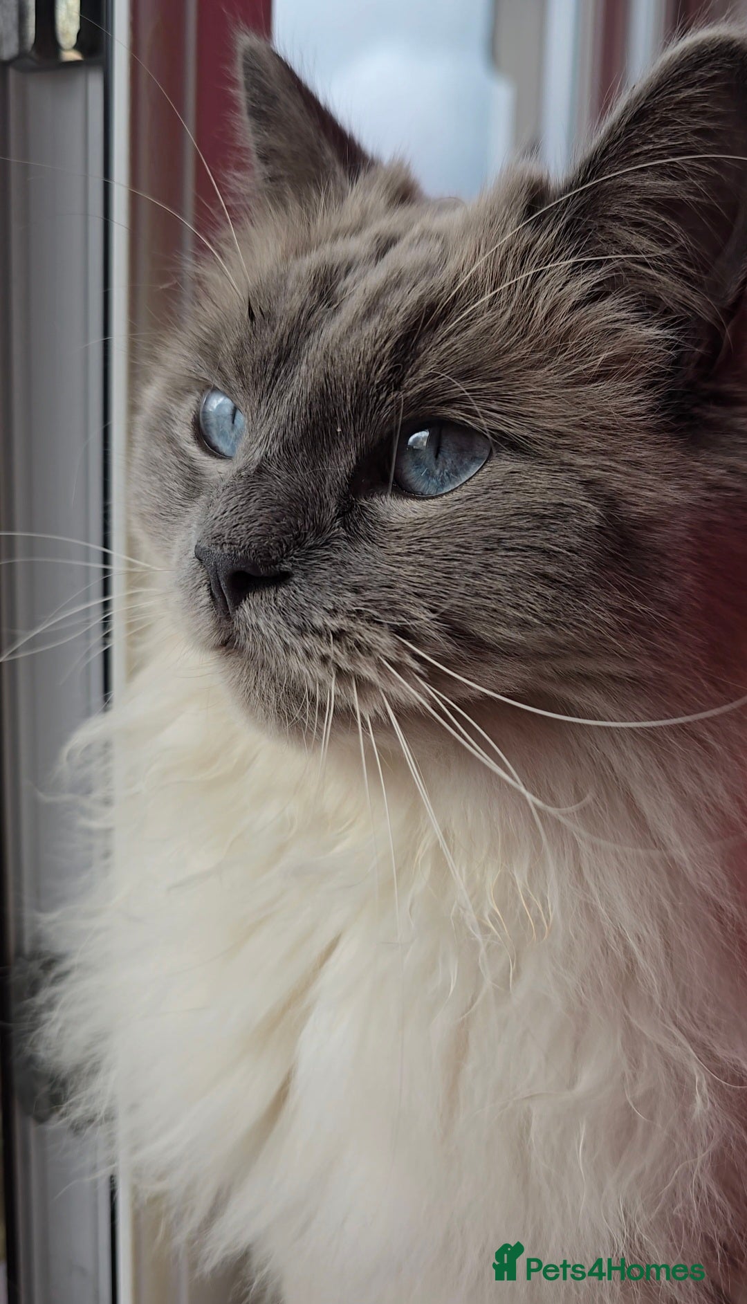 Ragdoll cats for sale: Ragdoll for sale  - Image 2