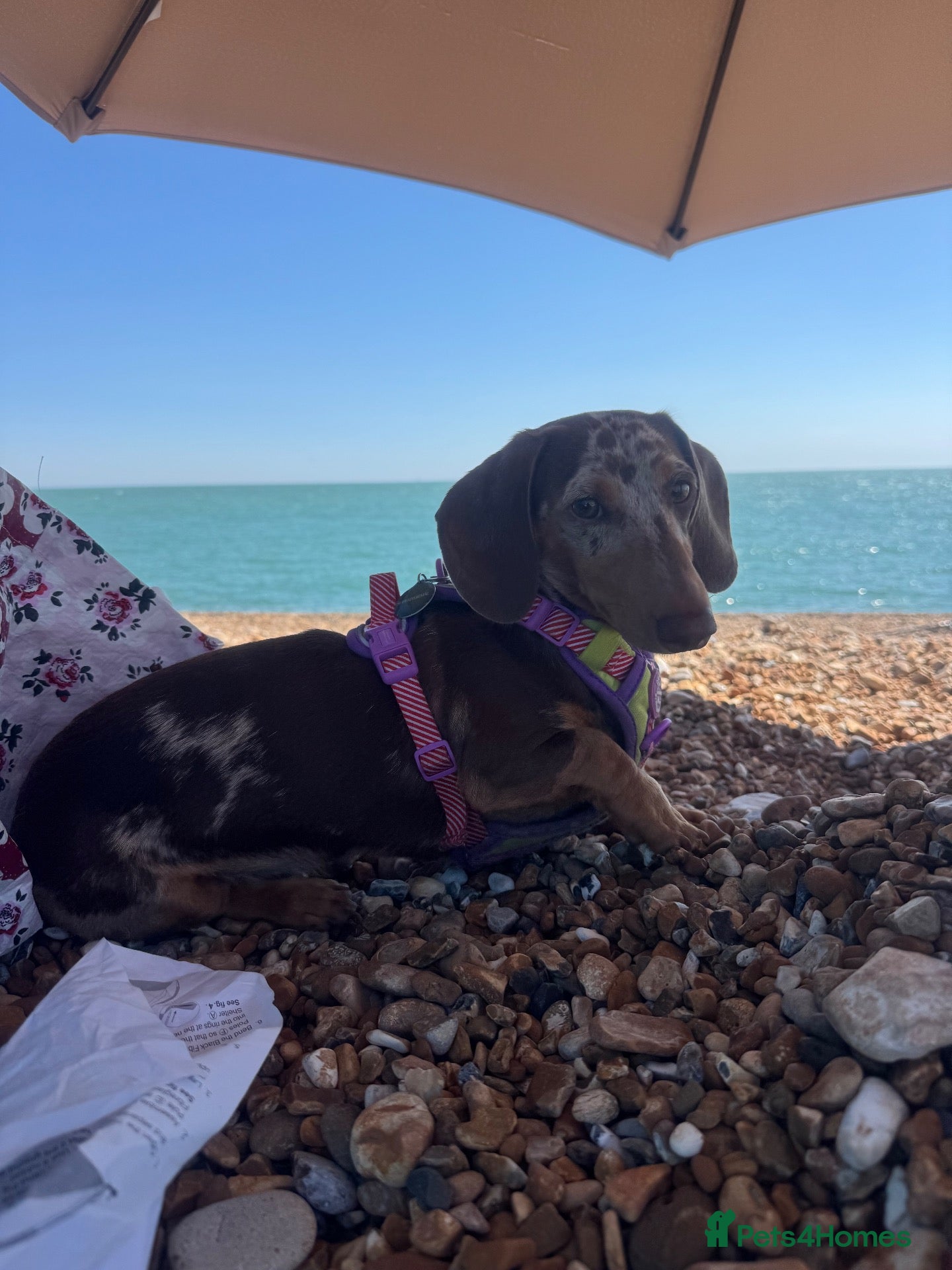 Miniature Dachshund dogs miniature dachshund dapple - Advert 3