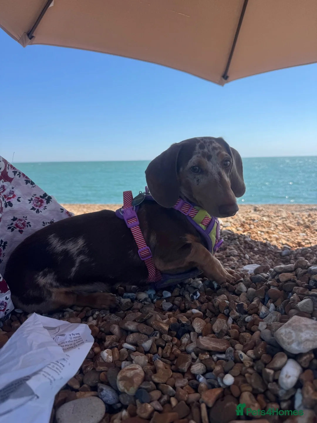 Miniature Dachshund dogs for stud: miniature dachshund dapple in Ashford - Advert 1