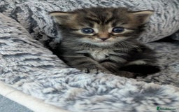 Maine Coon cats for sale: Maincoon - Image 16
