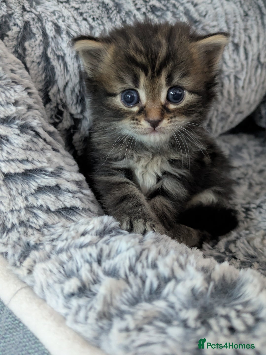 Maine Coon cats for sale: Maincoon - Image 16