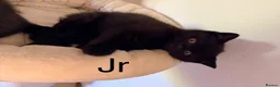British Shorthair cats for sale: Gorgeous black BSH kittens available.  - Advert 8