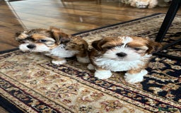 Mixed Breed dogs for sale: SHIH TZU Mix  - Image 8
