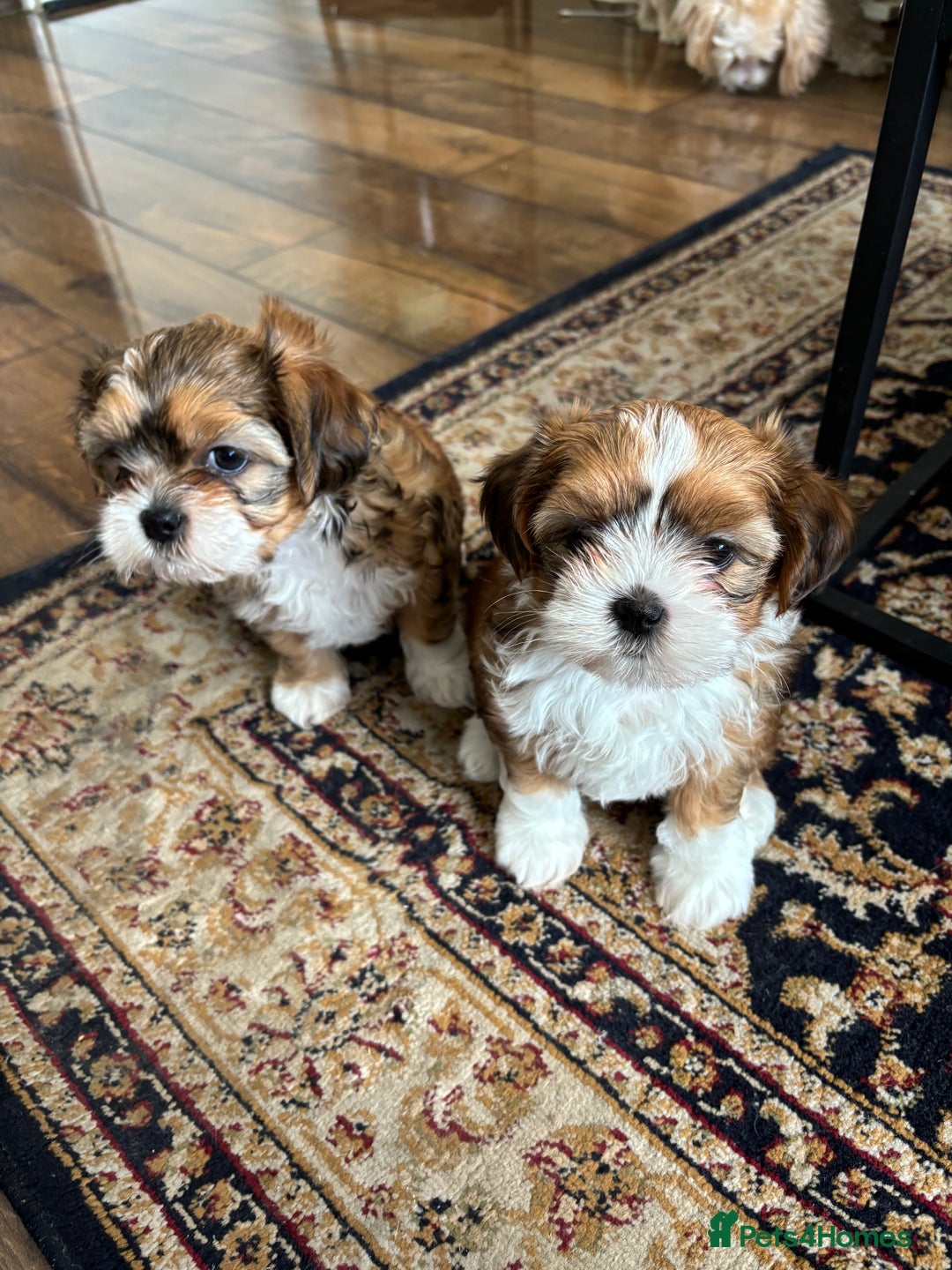 Mixed Breed dogs for sale: SHIH TZU Mix  - Image 8