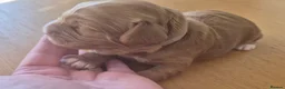 Cockapoo dogs for sale: Beautiful F1 cockapoos - 4 reserved! - Advert 20