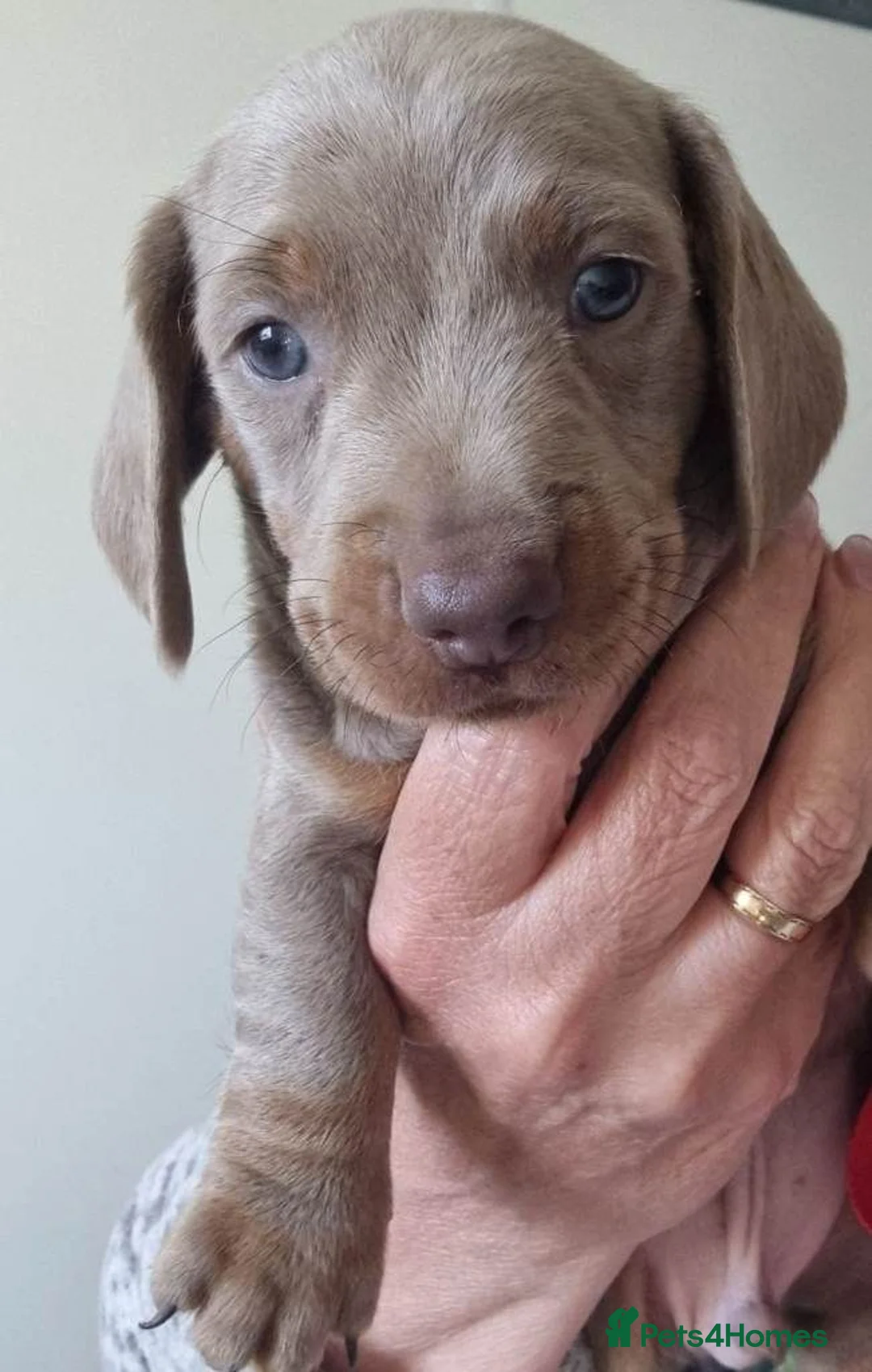 Miniature Dachshund dogs for sale: Miniature Dachshunds puppies for sale in Derby - Advert 6
