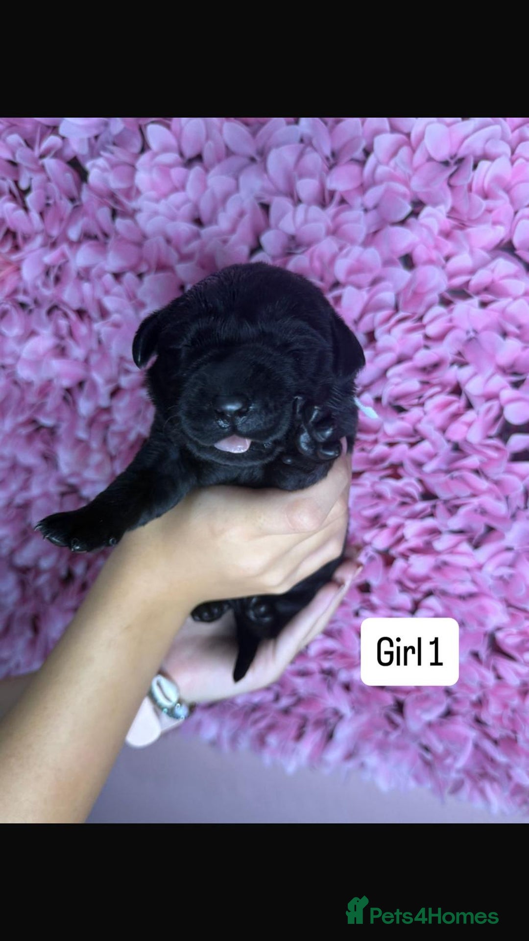 Labrador Retriever dogs for sale: Litter of 9 Labrador puppies for sale  - Image 6