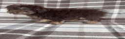 Labradoodle dogs for sale: Miniature labradoodle puppies - Advert 13