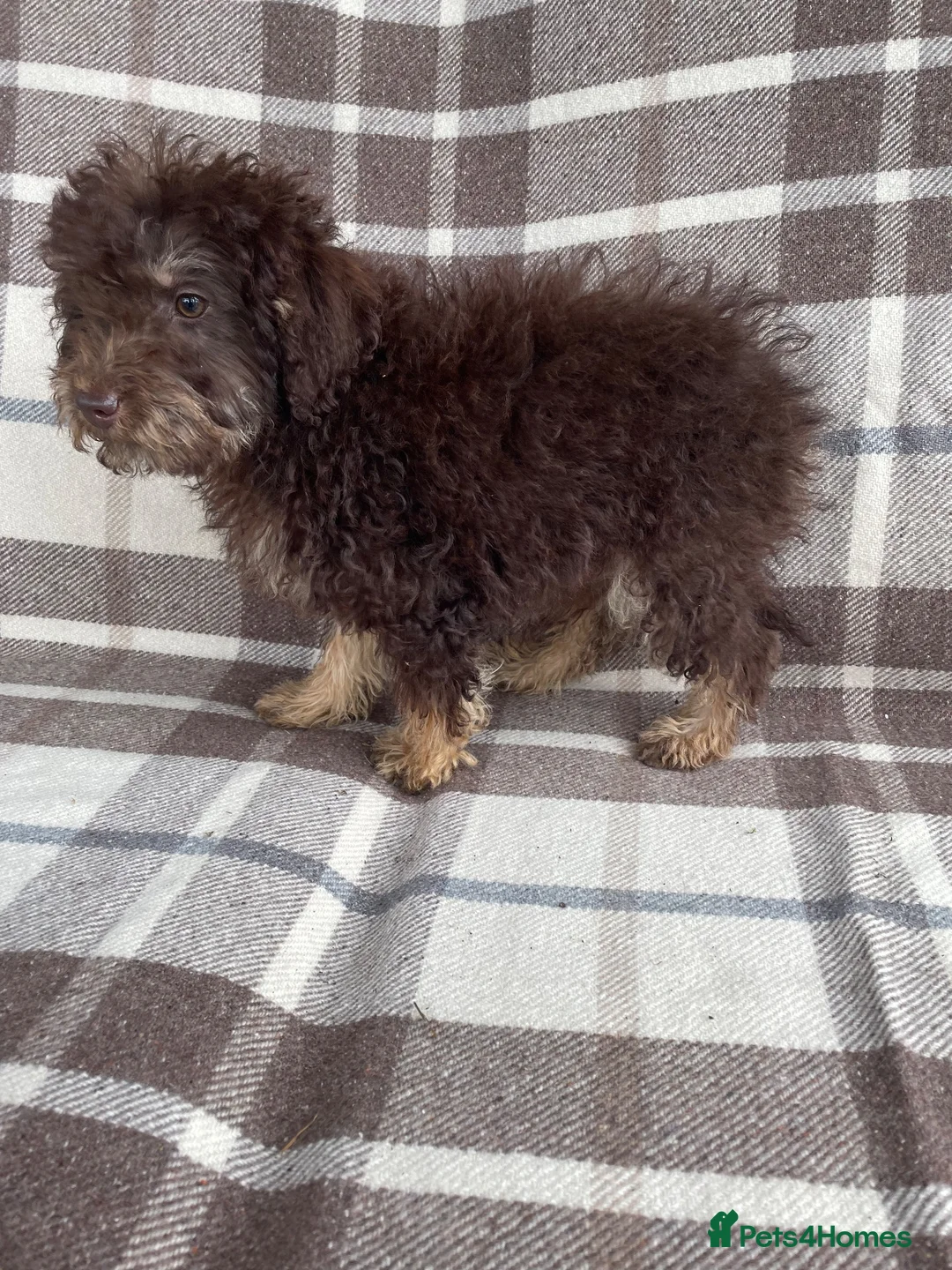 Labradoodle dogs for sale: Miniature labradoodle puppies - Advert 13