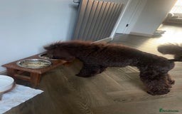 Miniature Poodle dogs for sale: Chesie – From Inter Champion Parents 💖 - Image 3