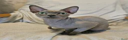 Sphynx cats for sale: Cuddly sphynx cat - Advert 7