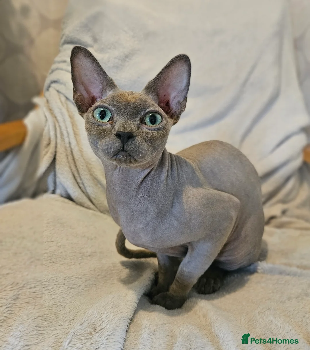 Sphynx cats for sale: Cuddly sphynx cat - Advert 7