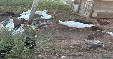 Ducks poultry - Advert 1