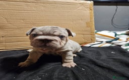 French Bulldog dogs for sale: Merle french bulldog puppies  - Image 4