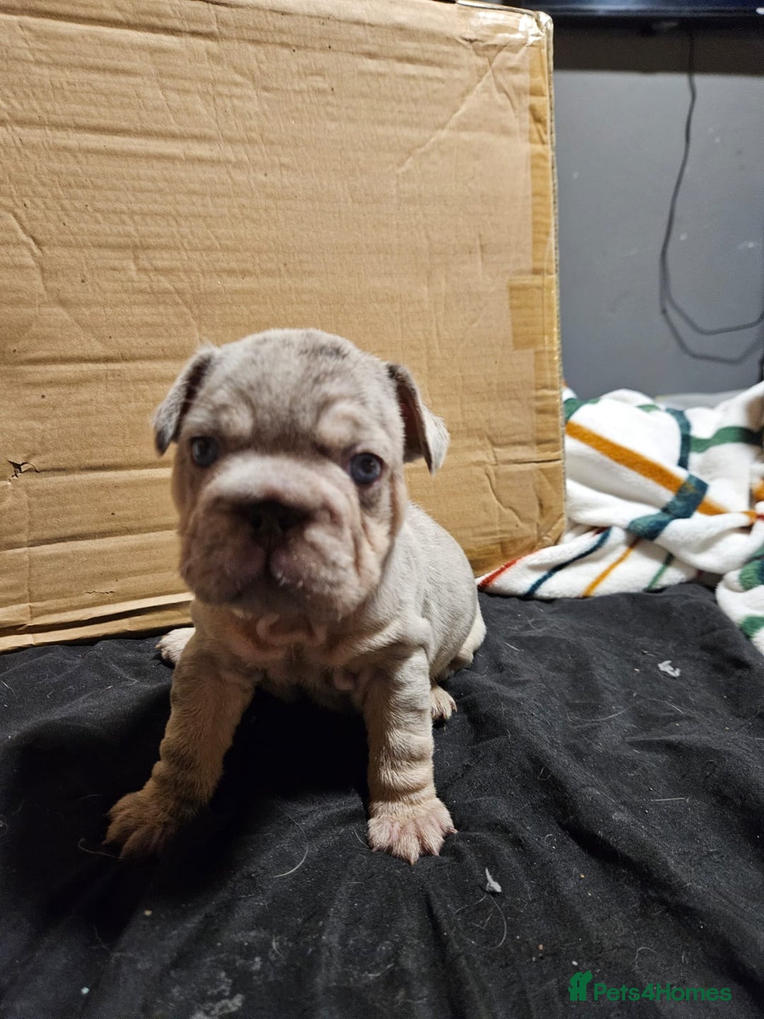French Bulldog dogs for sale: Merle french bulldog puppies  - Image 4