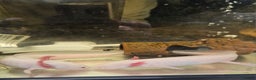 Axolotl reptiles for sale: Two Axolotl need a new home  - Advert 3