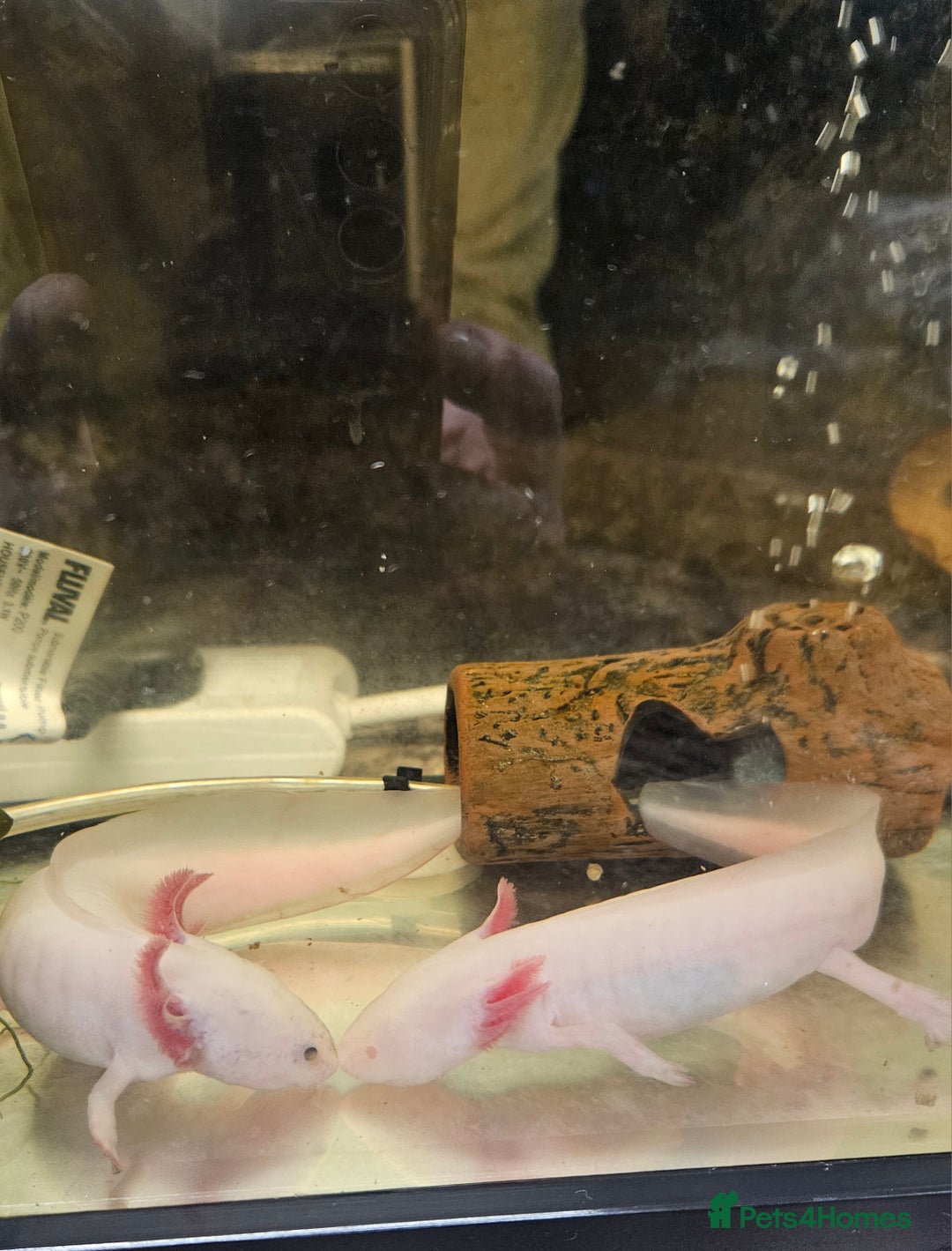 Axolotl reptiles for sale: Two Axolotl need a new home  - Advert 3