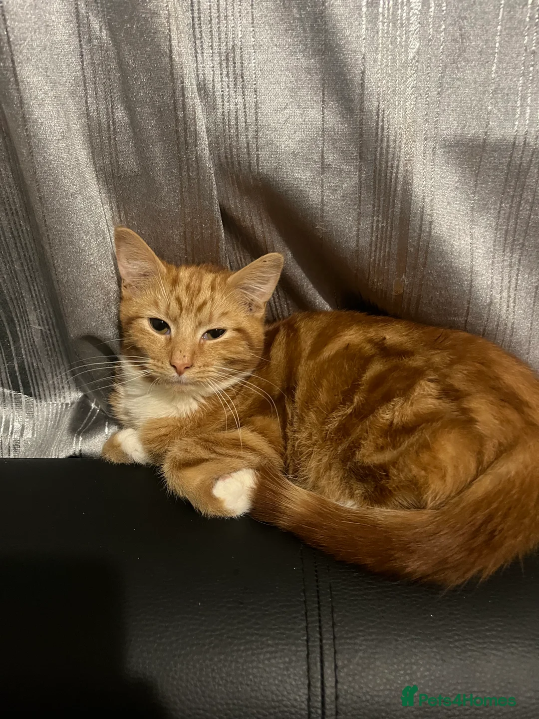 Mixed Breed cats for sale: Kittens - Advert 3