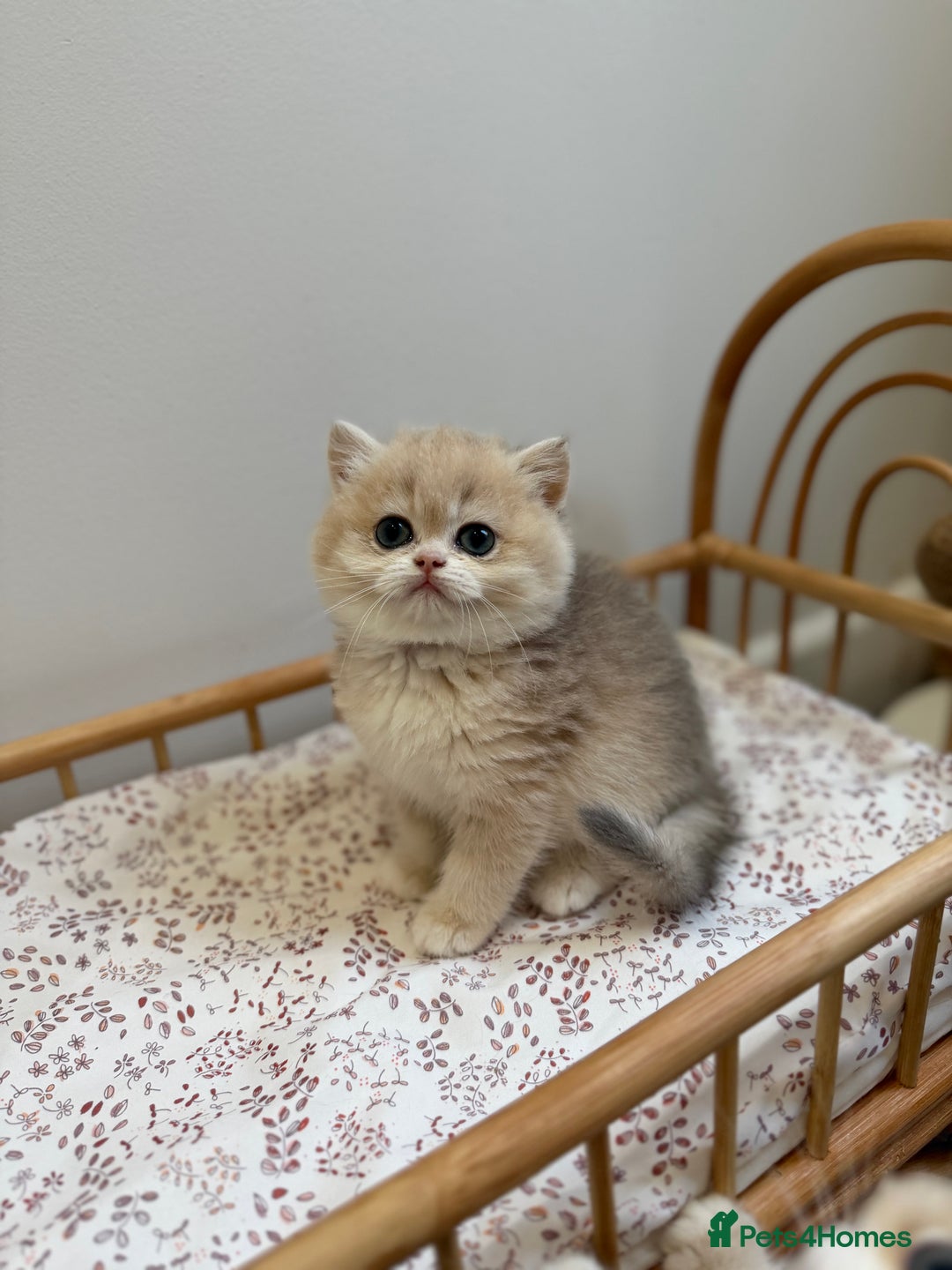 British Shorthair cats for sale: Golden Blue British Shorthair kittens - Advert 13