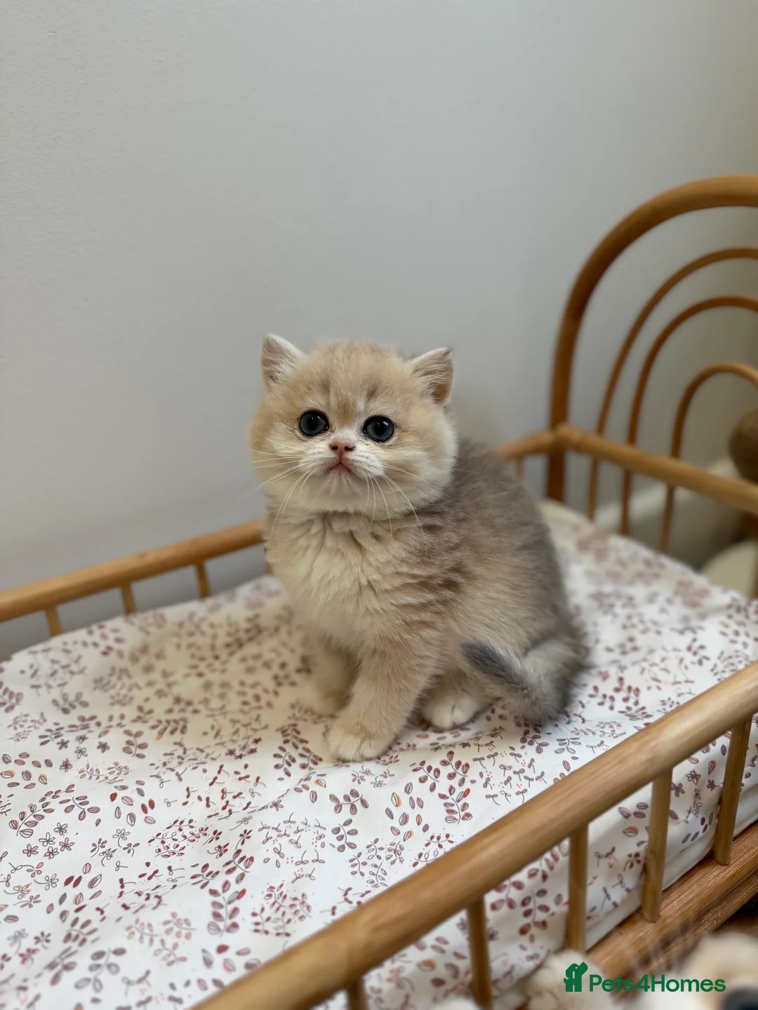 British Shorthair cats for sale: Golden Blue British Shorthair kittens - Advert 14