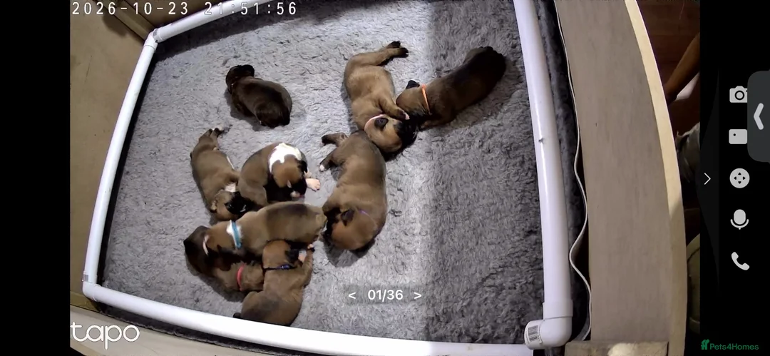 Boxer dogs for sale: Bobtailed boxer puppies  in Billericay - Advert 2