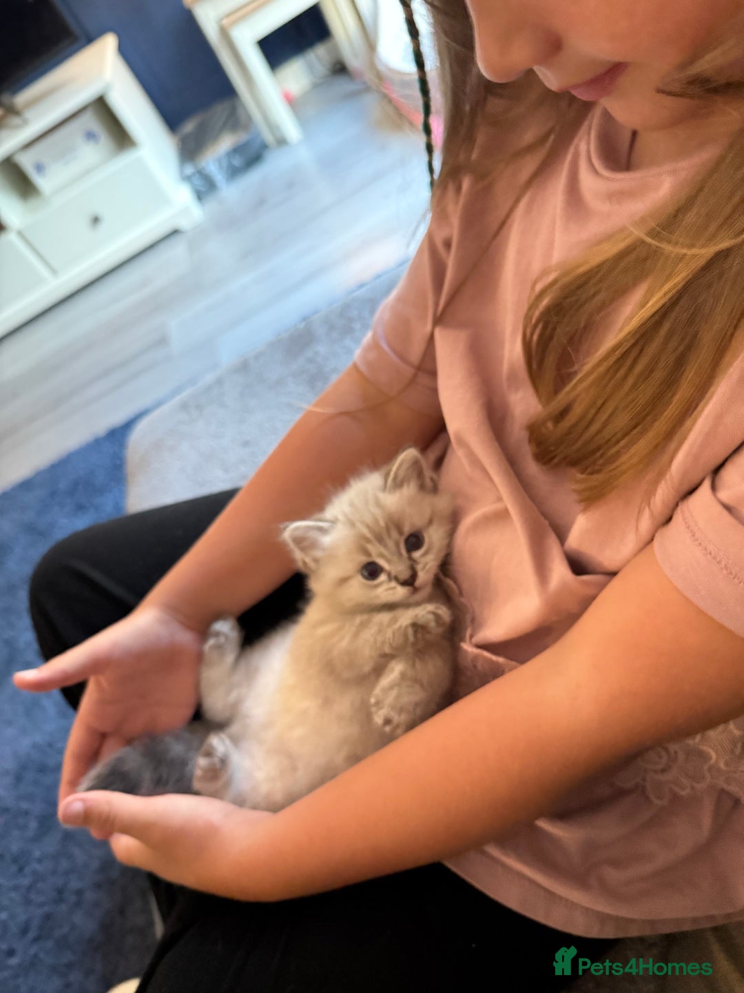 Ragdoll cats for sale: Ragdoll kittens  - Image 2