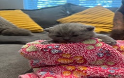 British Shorthair cats for sale: British short hair kittens  - Image 13