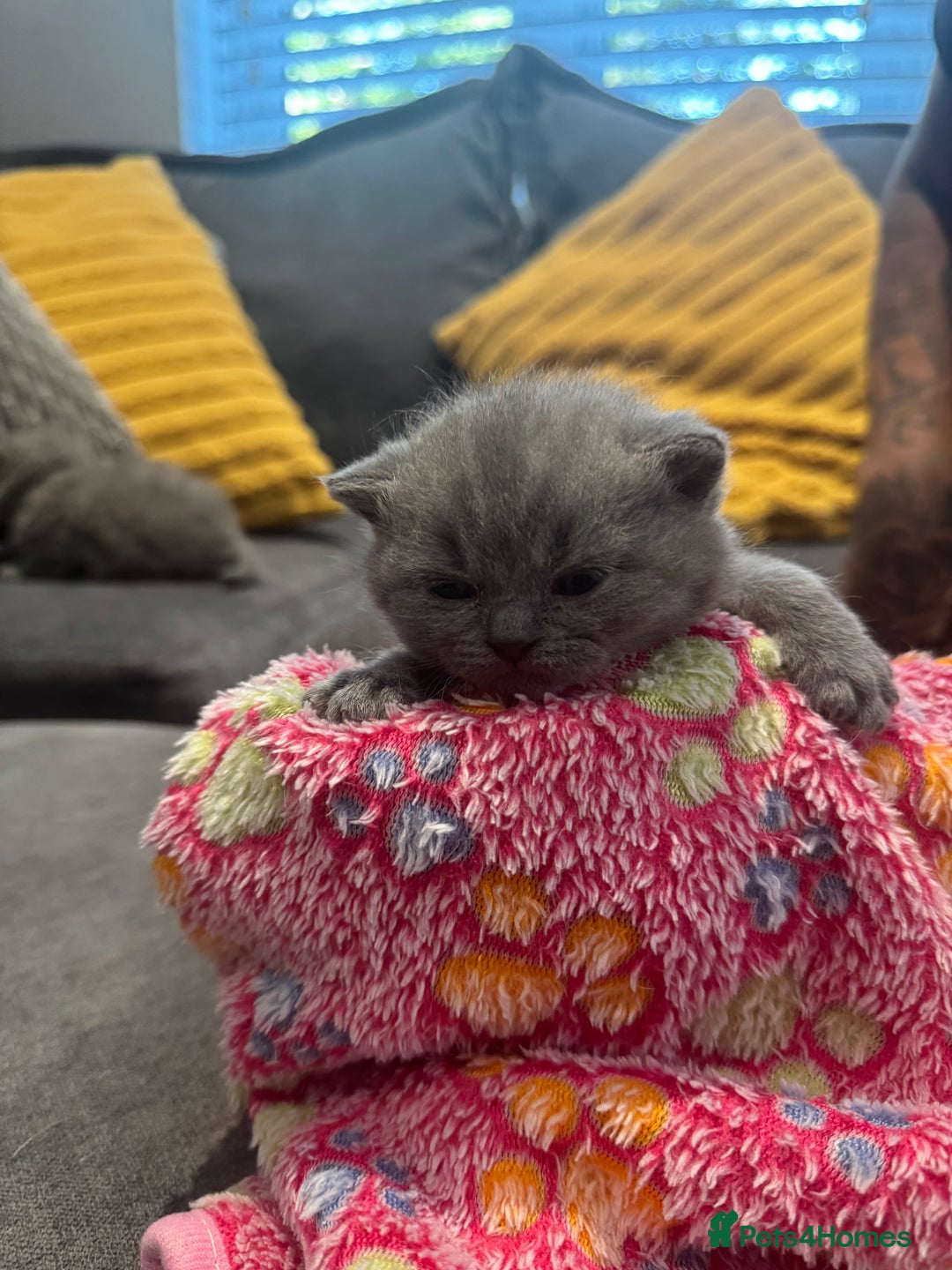 British Shorthair cats for sale: British short hair kittens  - Image 13