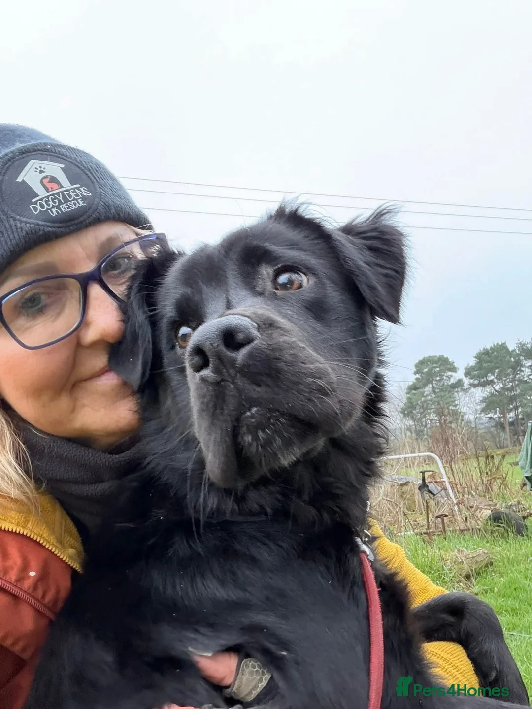 Mixed Breed dogs for adoption: Murphy - Advert 1