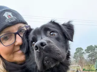 Mixed Breed dogs Murphy - Advert 1