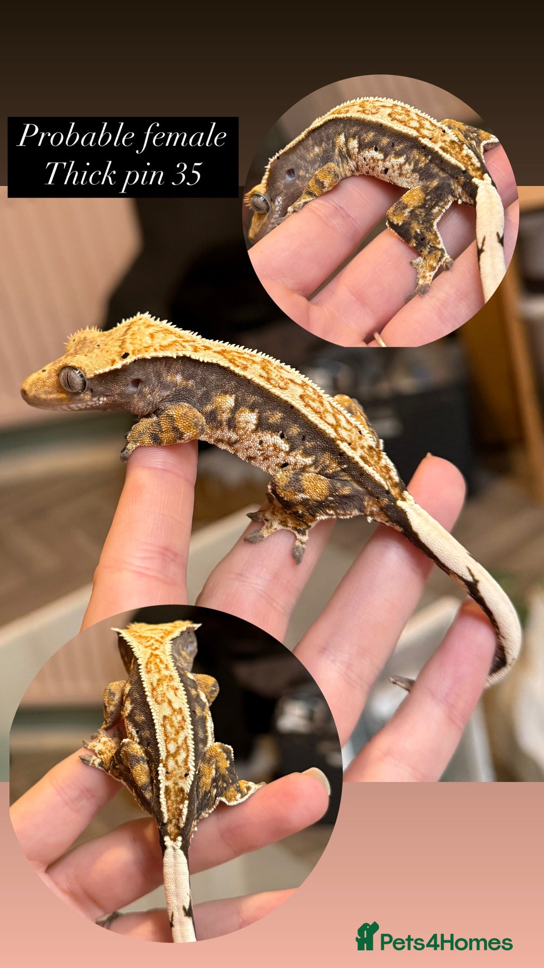 Gecko reptiles for sale: Various Crested geckos available! - Advert 7