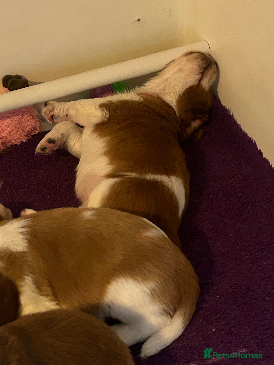 Welsh Springer Spaniel dogs for sale: Kc reg Welsh springer spaniel male puppies - Image 29