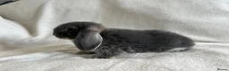 Mini Lop rabbits for sale: Mini Lops Ready to Leave Now - Advert 15