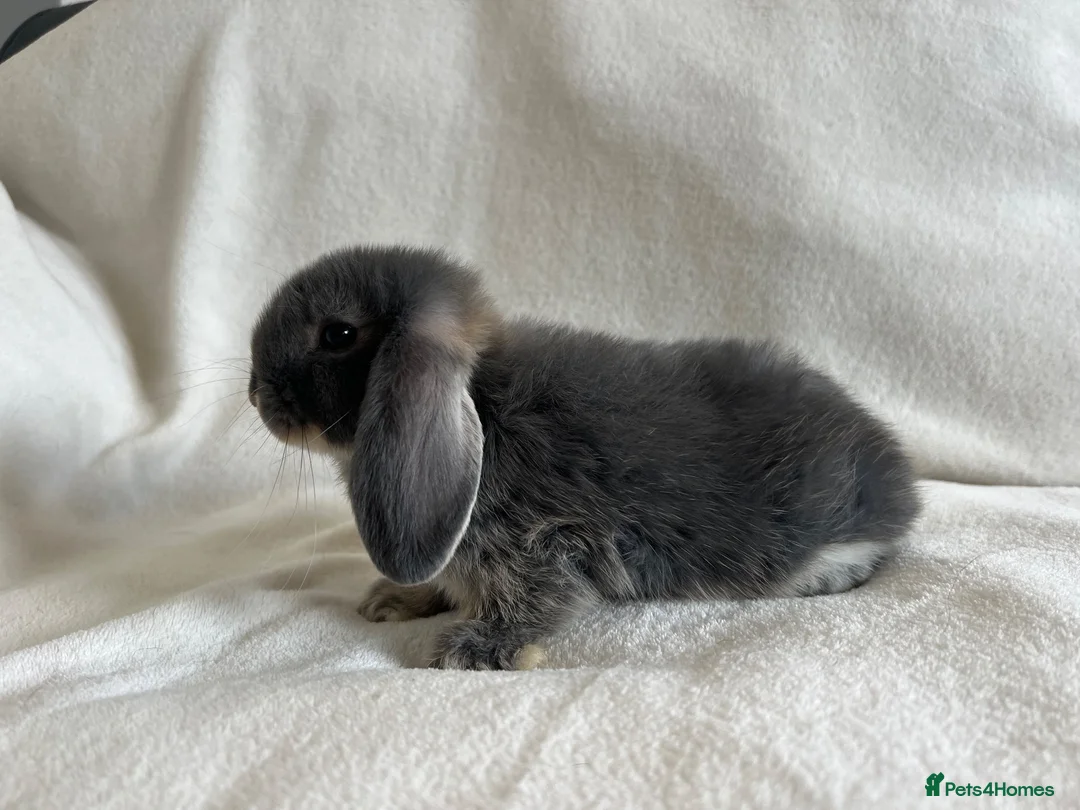 Mini Lop rabbits for sale: Mini Lops Ready to Leave Now - Advert 15