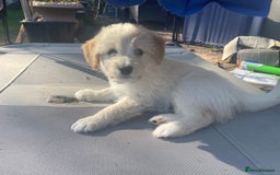 Mixed Breed dogs for sale: Lovely Cockapoo Huskie Cross Male Puppies - Image 12
