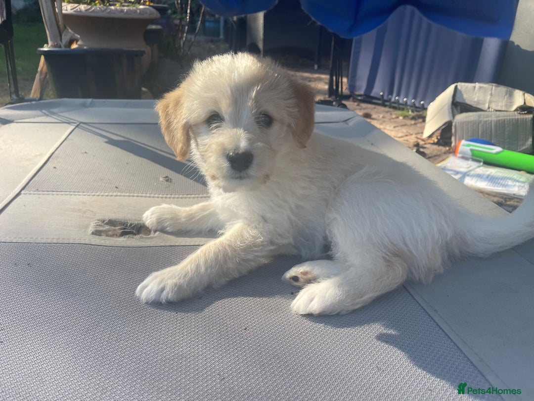 Mixed Breed dogs for sale: Lovely Cockapoo Huskie Cross Male Puppies - Image 12