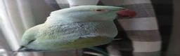 Ringnecks birds for sale: Year old talking ringneck parrot  in Banstead - Advert 2