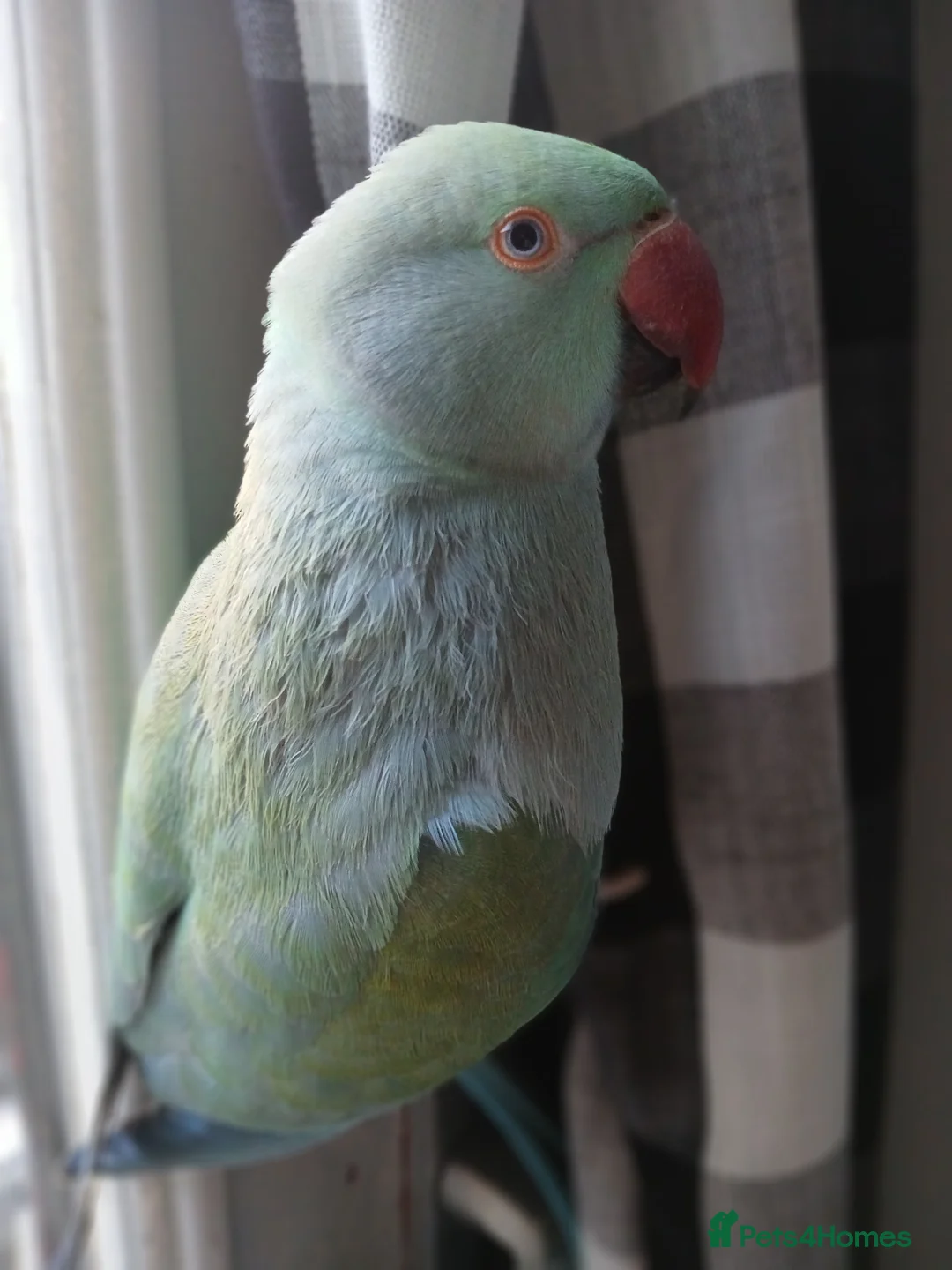 Ringnecks birds for sale: Year old talking ringneck parrot  in Banstead - Advert 2